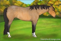 Horse Color:Buckskin Roan 
