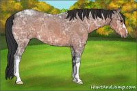 Horse Color:Bay Ice Roan 