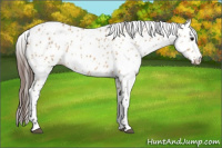 Horse Color:Bay Dun Appaloosa 