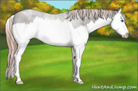 Horse Color:Liver Chestnut Splash Appaloosa Rabicano
