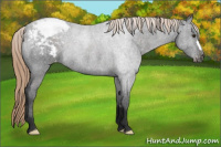 Horse Color:Liver Chestnut Appaloosa Rabicano 