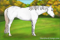 Horse Color:Liver Chestnut Sabino Splash Appaloosa Rabicano 