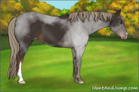 Horse Color:Liver Chestnut Appaloosa 
