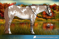 Horse Color:White Spotted Liver Red Dun Brindle 