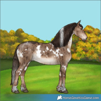 Horse Color:White Spotted Liver Red Dun Brindle 