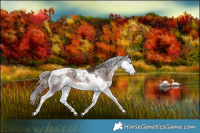 Horse Color:Liver Chestnut Splash Tobiano Rabicano 