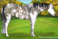 Horse Color:White Spotted Brown Ice Dun Sabino Splash 