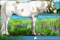 Horse Color:Watercolor White Spotted Chocolate Palomino Onyx Tobiano Rabicano