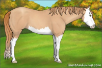 Horse Color:Gold Champagne Splash 
