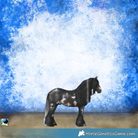 Horse Color:White Spotted Brown 
