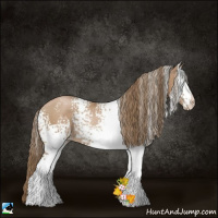 Horse Color:White Spotted Black Pearl Rabicano
