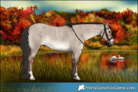 Horse Color:Liver Red Dun Roan Brindle 