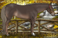 Horse Color:Liver Chestnut Mushroom 