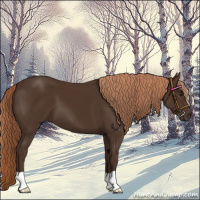 Horse Color:Liver Chestnut 