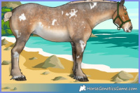 Horse Color:White Spotted Chocolate Palomino Roan 