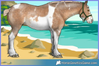 Horse Color:Chocolate Palomino Sabino Tobiano Rabicano 