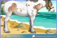 Horse Color:Chocolate Palomino Sabino Tobiano Rabicano 