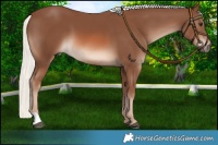 Horse Color:Chestnut Mushroom