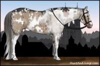 Horse Color:White Spotted Liver Red Dun Brindle 