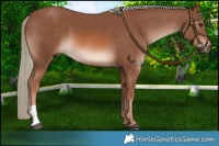 Horse Color:Chestnut Mushroom