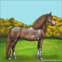Horse Color:Liver Chestnut Sabino Tobiano 