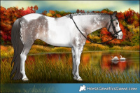 Horse Color:Liver Chestnut Sabino Tobiano Rabicano 