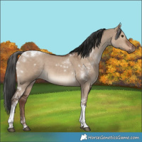 Horse Color:Liver Red Dun Tobiano