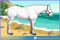 Horse Color:Chocolate Palomino Pearl Dun Sabino Rabicano