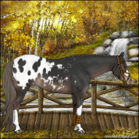 Horse Color:Liver Chestnut Mushroom Appaloosa 