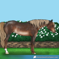 Horse Color:Liver Chestnut Rabicano 