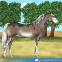 Horse Color:Liver Red Dun Mushroom Sabino Rabicano 