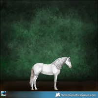 Horse Color:Blue Onyx Sabino Appaloosa Rabicano
