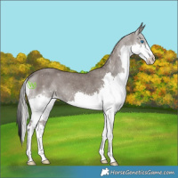 Horse Color:Silver Blue Roan Splash 