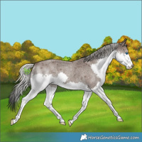 Horse Color:Silver Blue Roan Splash 