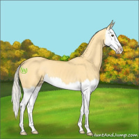 Horse Color:Palomino Dun Splash 
