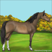 Horse Color:Buckskin Dun Sabino Rabicano