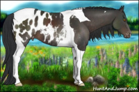 Horse Color:Brown Tobiano Appaloosa