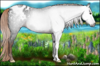 Horse Color:Gray Liver Chestnut Appaloosa 