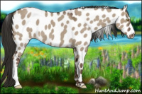 Horse Color:Liver Red Dun Leopard
