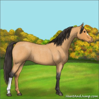 Horse Color:Buckskin Roan 