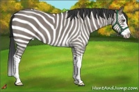 Horse Color:Grullo Roan Splash 