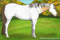 Horse Color:White Spotted Buckskin Appaloosa