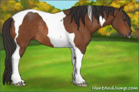 Horse Color:Buckskin Tobiano Rabicano 