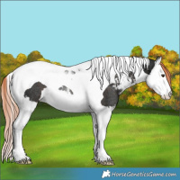 Horse Color:Liver Chestnut Sabino Splash Tobiano Rabicano 