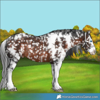 Horse Color:White Spotted Brown Sabino Splash Appaloosa Rabicano