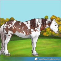 Horse Color:White Spotted Chocolate Brown Splash Rabicano 