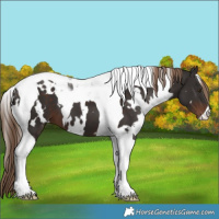 Horse Color:White Spotted Liver Chestnut Tobiano 
