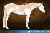 Horse Color:Red Dun Splash Tobiano 