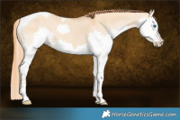 Horse Color:Red Dun Splash Tobiano 