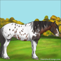 Horse Color:Brown Sabino Tobiano Appaloosa 